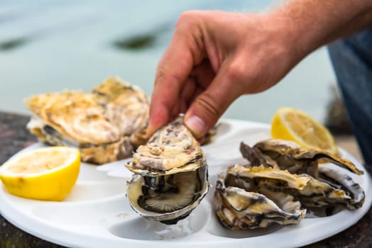 Male hand holding oysters on a plastic plate near the sea