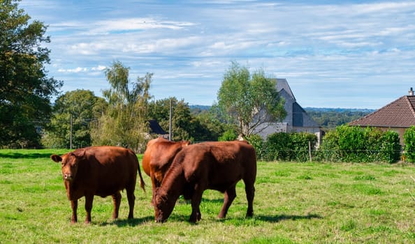 Three cows are grazing in a field. The cows are brown and are eating grass. The field is green and has a peaceful atmosphere