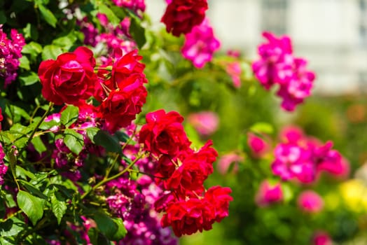 Bush of beautiful roses in a garden. Horizontal shot