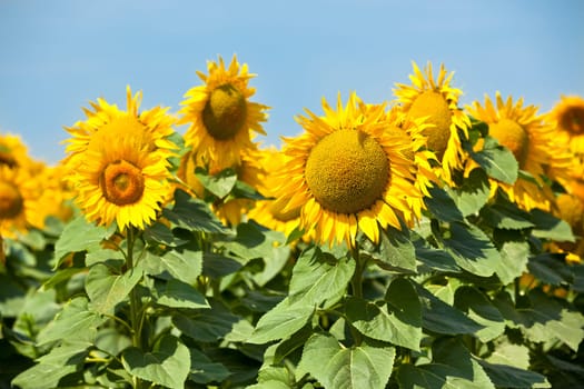 Sunflowers Field. Bright Blue Sky. Horizontal shot