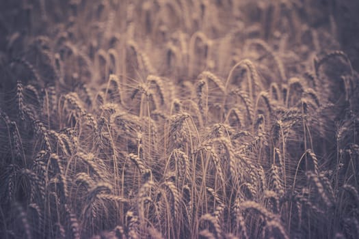Ripe Cereal field. Shot with a selective focus