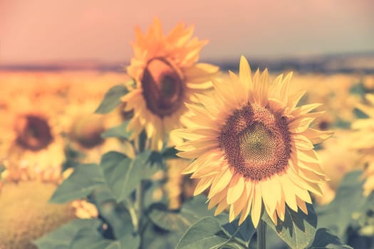 Bright Summer Sunflowers Field. Horizontal filtered shot