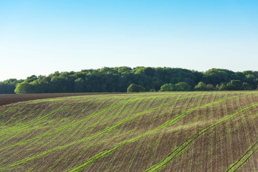 Agricultural field on a hill with young sprouts. Horizontal shot