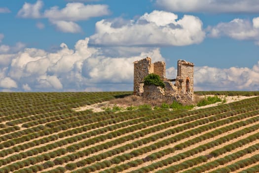 Stone house ruin in harvested lavender field, Valensole, Provence, France