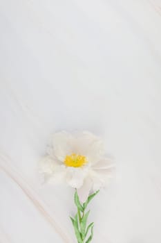 Beautiful blooming white peony flowers on marble background with copy space in minimal style, template for postcard, lettering, text or your design. Wedding invitation and celebration greeting concept