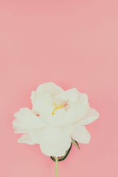 Blooming white peony flowers on pastel color paper background with copy space in minimal style, template for postcard, lettering, text your design. Wedding invitation and celebration greeting concept