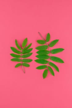 Creative flat lay top view pattern with fresh green rowan tree leaves on bright pink background with copy space in minimal duotone pop art style, frame template for text