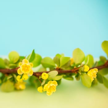 Spring blossoming barberry branch with green leaves, barbs and yellow flowers on square pastel color paper background with copy space in minimal style, template for text or design