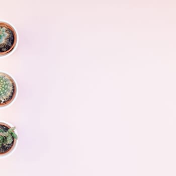 Square flat lay overhead top view small pots with decorative cactuses plants with copy space on millennial pink paper background in minimalism style. Trendy template for feminine blog, social media