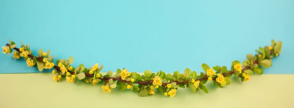 Spring blossoming barberry branch with green leaves, barbs and yellow flowers on pastel color paper background with copy space in minimal style, long wide banner