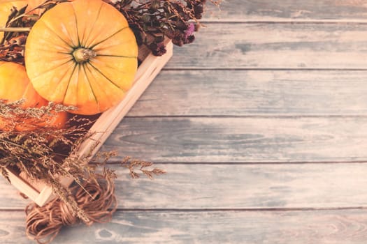 Top view of autumn orange pumpkins and dry flowers and grass in box thanksgiving background over blue toned wooden table with copy space. Template for fall harvest mood text