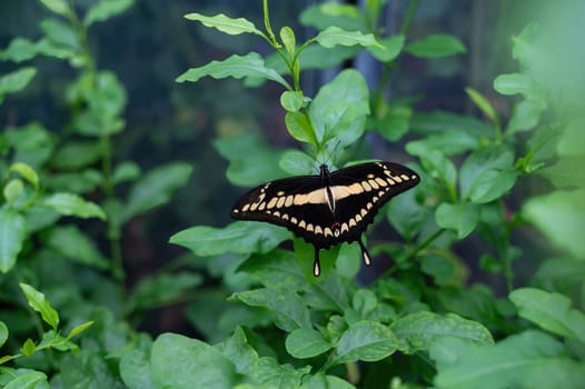 Large swallowtail (Papilio cresphontes) butterfly on a green leaf
