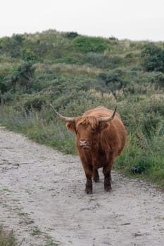 A Scottish highland cattle stands on a footpath in the dune hinterland in a nature reserve near Egmond aan Zee in the Netherlands