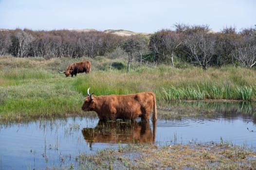 Scottish Highland cattle stand in and on the water on the shore of a small lake in the dune hinterland in a nature reserve near Egmond aan Zee in the Netherlands