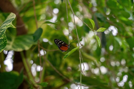 Tiger Passionflower butterfly ( Heliconius hecale ) on a green leaf