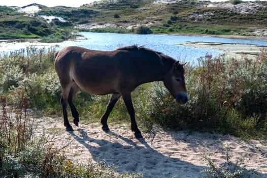 Konik wild horses and Exmoor ponies live in a dune landscape in a nature reserve, for a natural management of the dunes to curb the proliferation of the bushes, near Egmond aan Zee in the Netherlands