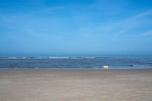 Sandy beach with waves at the sea, a dog running along the beach