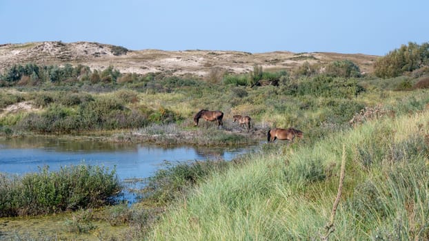 Konik wild horses and Exmoor ponies live in a dune landscape in a nature reserve, for a natural management of the dunes to curb the proliferation of the bushes, near Egmond aan Zee in the Netherlands