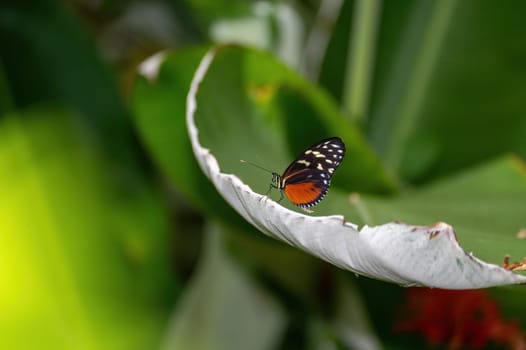 Tiger Passionflower butterfly ( Heliconius hecale ) on a green leaf