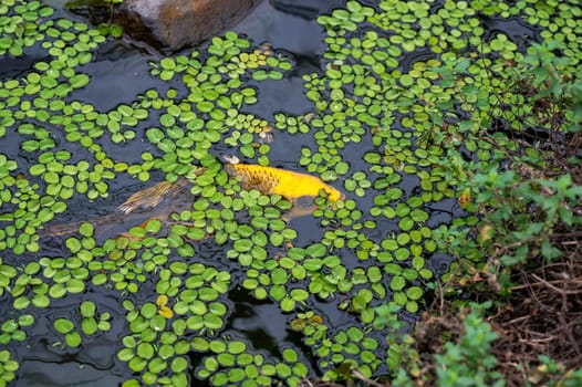 A Koi carp fish in the water of a pond