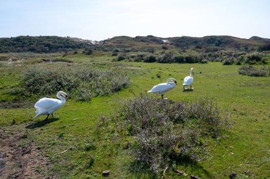 Swans ( Cygnus ) standing in a dune landscape in a nature reserve near Egmond aan Zee in the Netherlands
