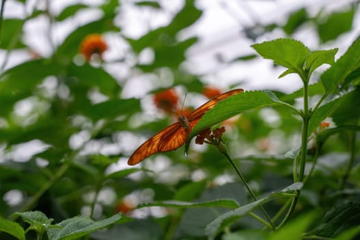 Dryas iulia butterfly on a plant in green nature