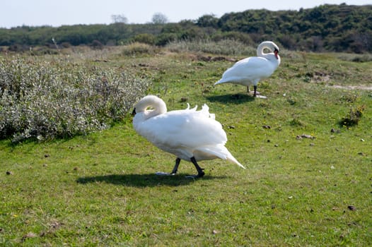 Swans ( Cygnus ) standing in a dune landscape in a nature reserve near Egmond aan Zee in the Netherlands