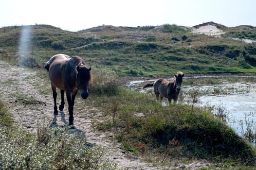 Konik wild horses and Exmoor ponies live in a dune landscape in a nature reserve, for a natural management of the dunes to curb the proliferation of the bushes, near Egmond aan Zee in the Netherlands