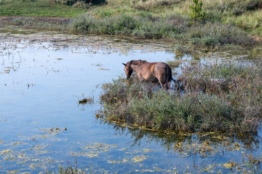 Konik wild horses and Exmoor ponies live in a dune landscape in a nature reserve, for a natural management of the dunes to curb the proliferation of the bushes, near Egmond aan Zee in the Netherlands