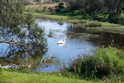 A white swan ( Cygnus ) swims in the water of a small lake in a dune landscape in a nature reserve near Egmond aan Zee in the Netherlands