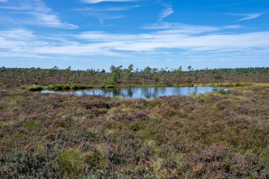 Moor eyes in the black moor with broom heather in the high Rhoen, Bavaria, Germany