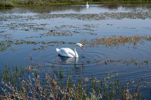 A white swan ( Cygnus ) swims in the water of a small lake in a dune landscape in a nature reserve near Egmond aan Zee in the Netherlands