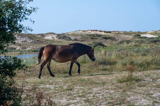 Konik wild horses and Exmoor ponies live in a dune landscape in a nature reserve, for a natural management of the dunes to curb the proliferation of the bushes, near Egmond aan Zee in the Netherlands