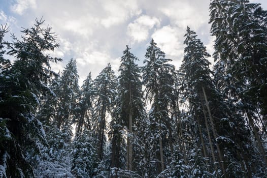 Snow covered fir trees in a forest with blue sky in winter time