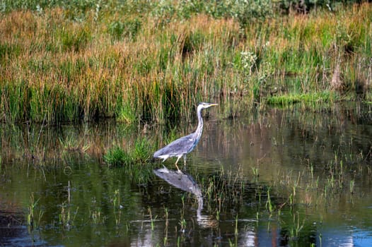 A grey heron (Ardea cinerea) stands in the water of a small lake in a nature reserve near Egmond aan Zee in the Netherlands