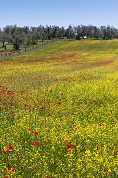 Cereal and poppies meadow in sunny day. Vertical shot