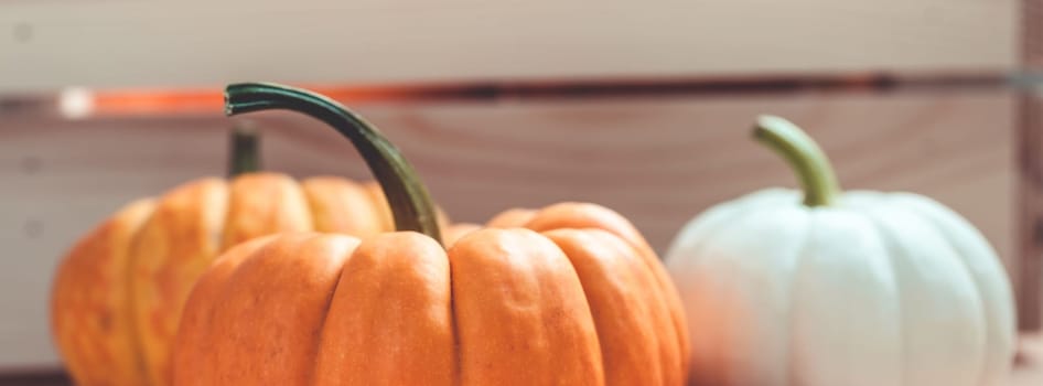Autumn orange and white pumpkins thanksgiving halloween background wooden box with copy space. Template for fall harvest mood text. Long wide banner