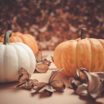 Autumn orange and white pumpkins thanksgiving halloween background wooden box with copy space. Square Template for fall harvest mood text