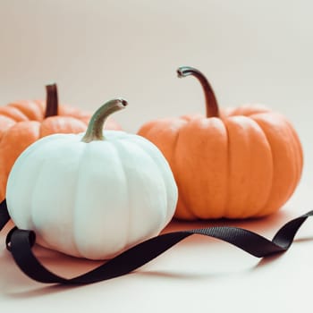 Autumn orange and white pumpkins thanksgiving halloween black ribbon background wooden box with copy space. Square Template for fall harvest mood text