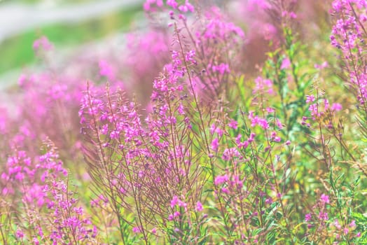 Fluffy pink fireweed flowers. Close up shot