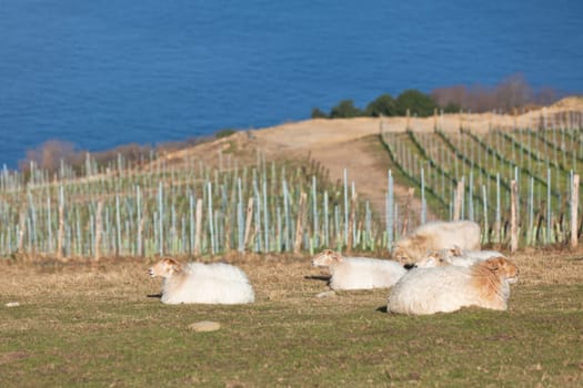 Sleeping sheep on the green hillside against a blue sea
