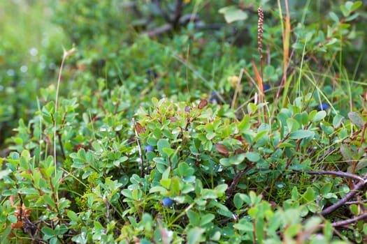 Bush of a ripe blueberry in the summer closeup