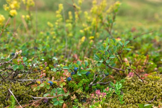 Bush of a ripe blueberry in the summer closeup