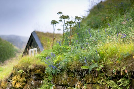 Overgrown Old Typical Rural Icelandic house and stone fence at overcast day
