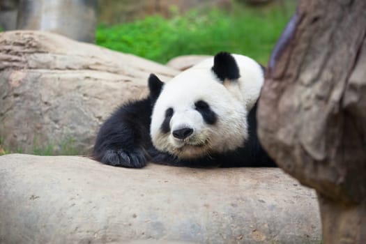 Giant lazy panda bear in the zoo of Hong Kong