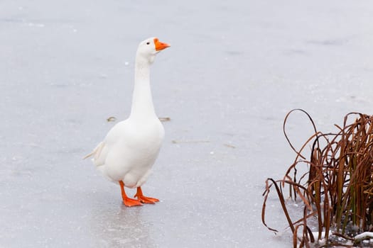 White Goose Walking over a frozen pond. Horizontal image