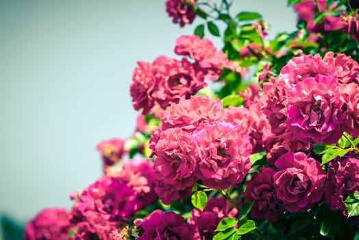 Bush of beautiful roses in a garden. Filtered shot
