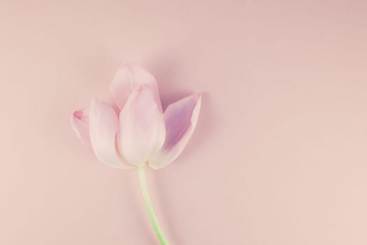 Pink tulip with petals on a pink background. Flat lay top view. Valentines romantic love easter spring concept