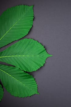 Creative botanical flat lay top view pattern with fresh bright green chestnut leaves on black paper background with copy space in minimal style, plant frame template for text