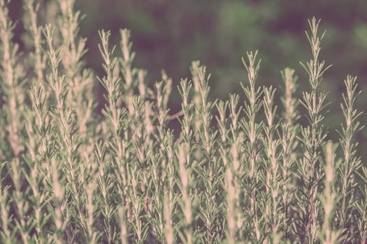 Fresh rosemary herb growing. Horizontal filtered shot